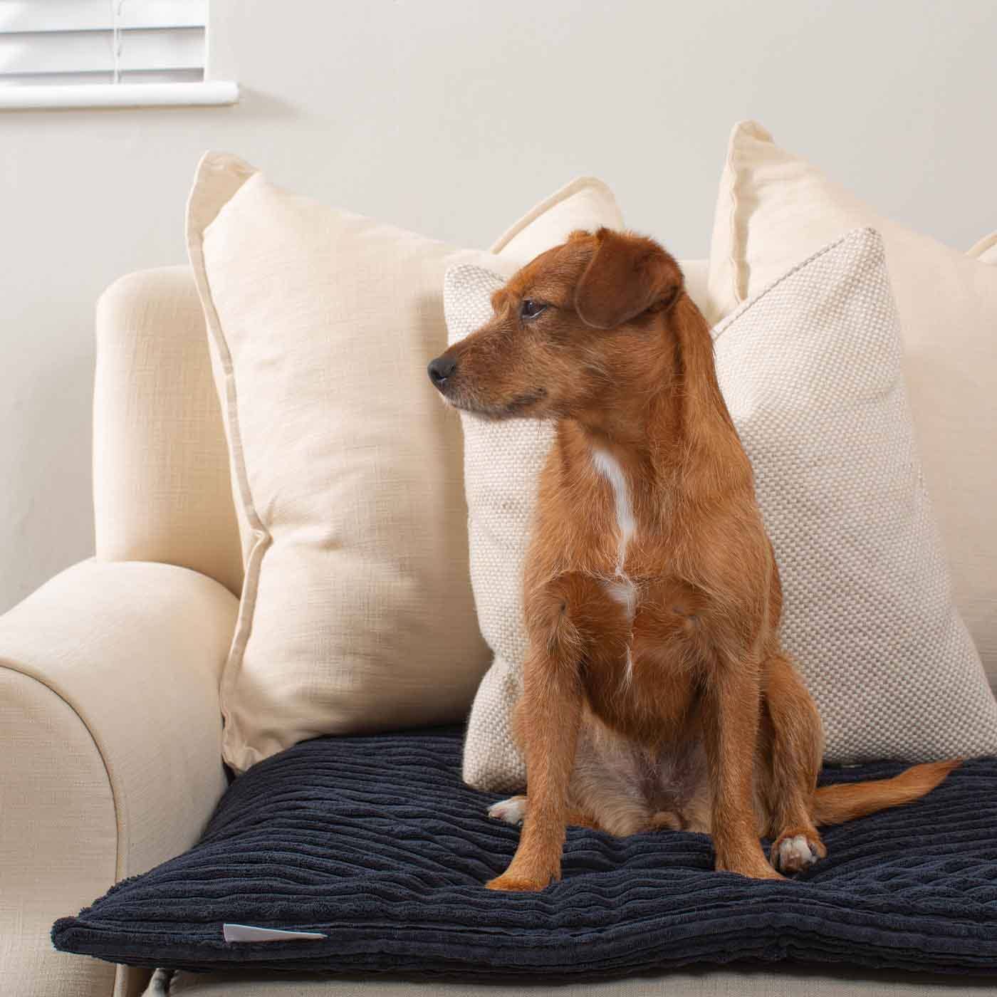 Navy pluche Sofahoes Navy Essentials Plush van Lords & Labradors voor groothandel op Faire8