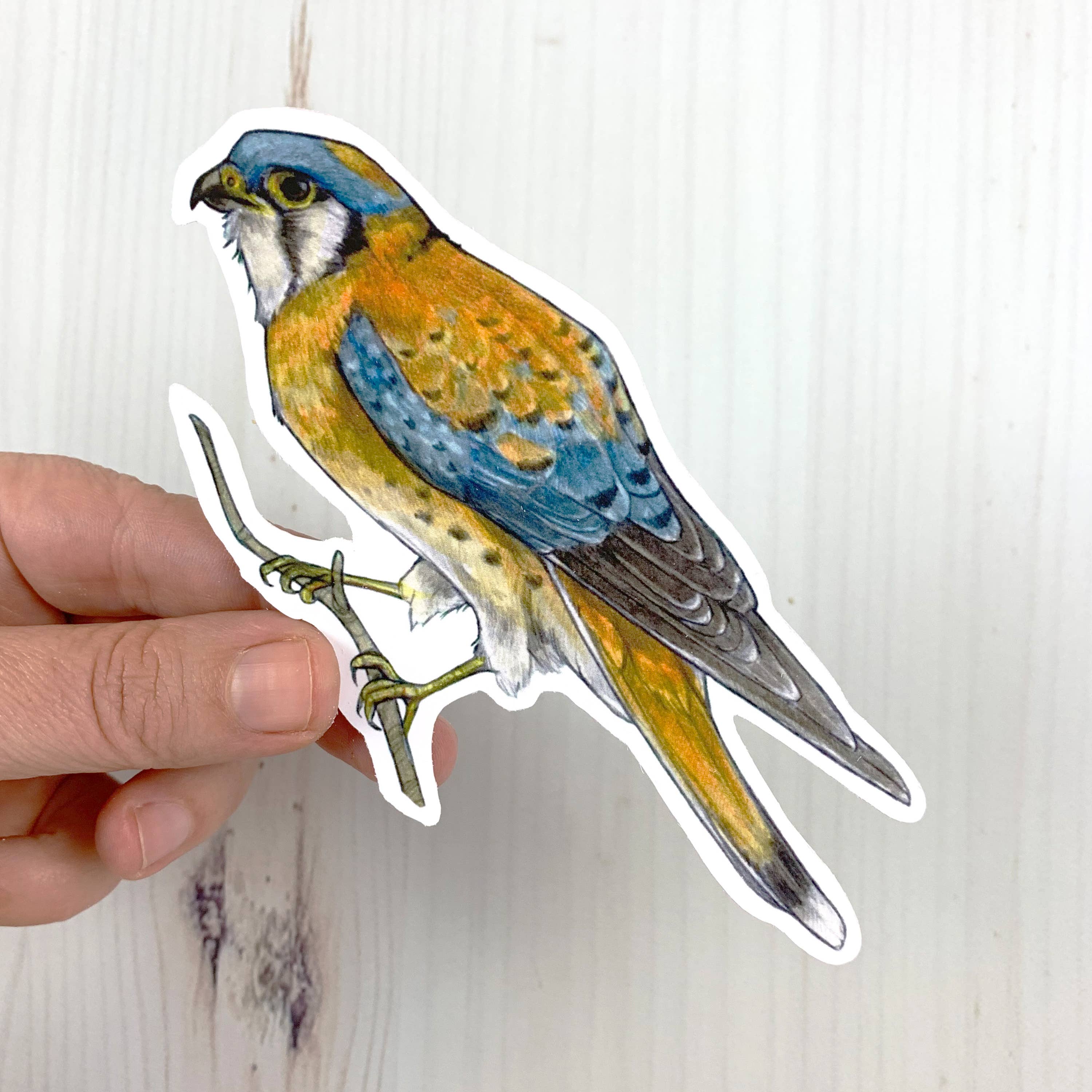 Sarah Draws Things - Wholesale Sticker - American Kestrel Vinyl Sticker1