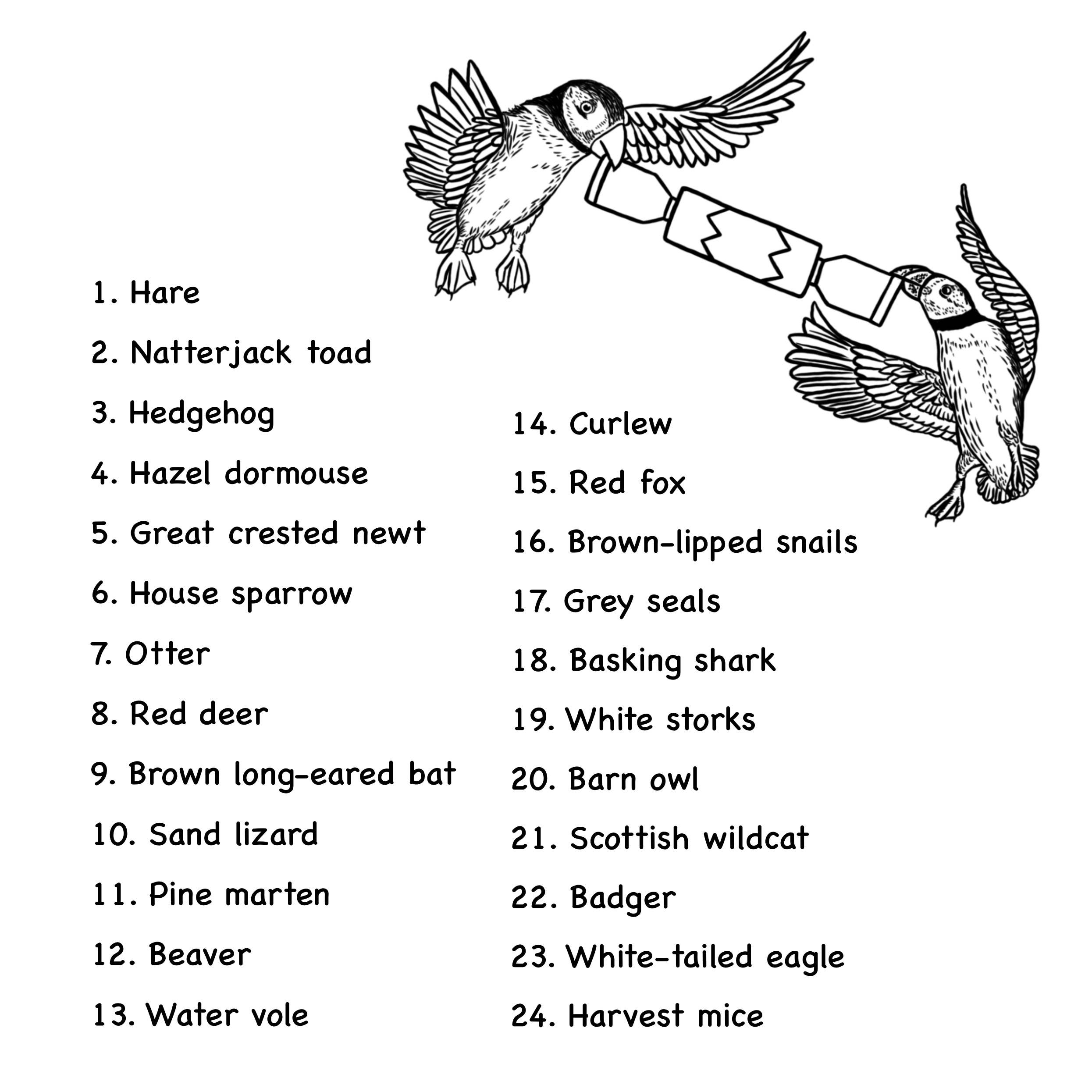 Wild Lines - Wholesale Coloring & Activity Book - Kids & Baby - Wild Advent Colouring Book - Kids Advent Calendar Activity7