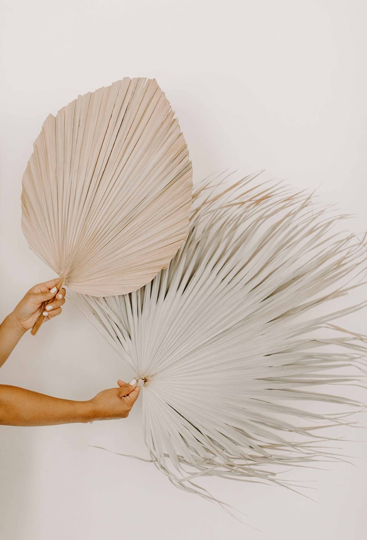 The Blooming Palm - Wholesale Retailermonster - Set van 3 natuurlijke palmwaaierbladeren met veervormige uitstraling + 1 gratis palmwaaier van 51 cm7