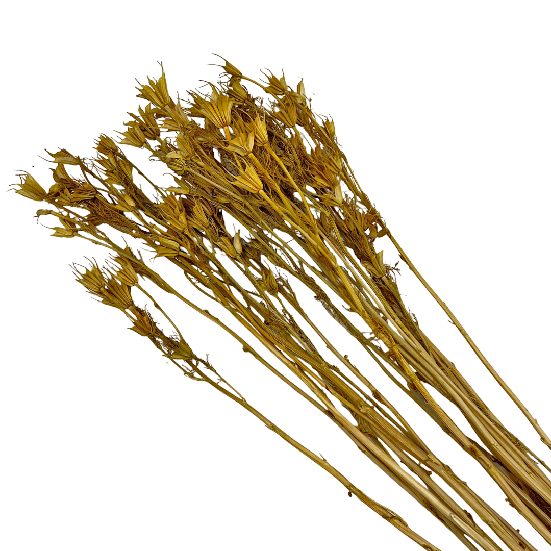 2626 Designs - Wholesale Dried/Pressed Flowers - Dried Octagon Flower, Nigella Orientalis-Love in a Mist, 24"18