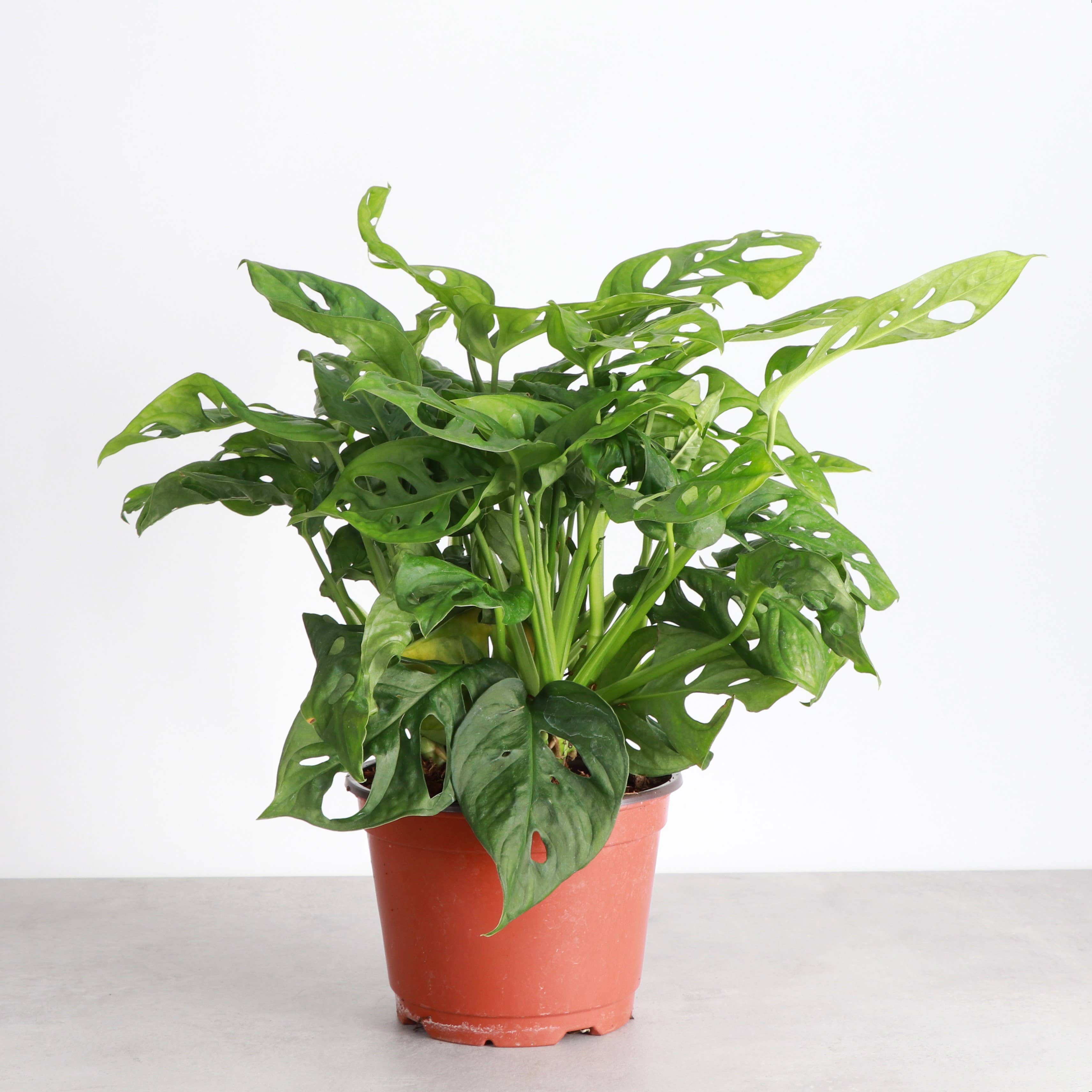 Thorsen's Greenhouse - Wholesale Live Plant - Swiss Cheese Plant, Monstera Adansonii - Live Plant2