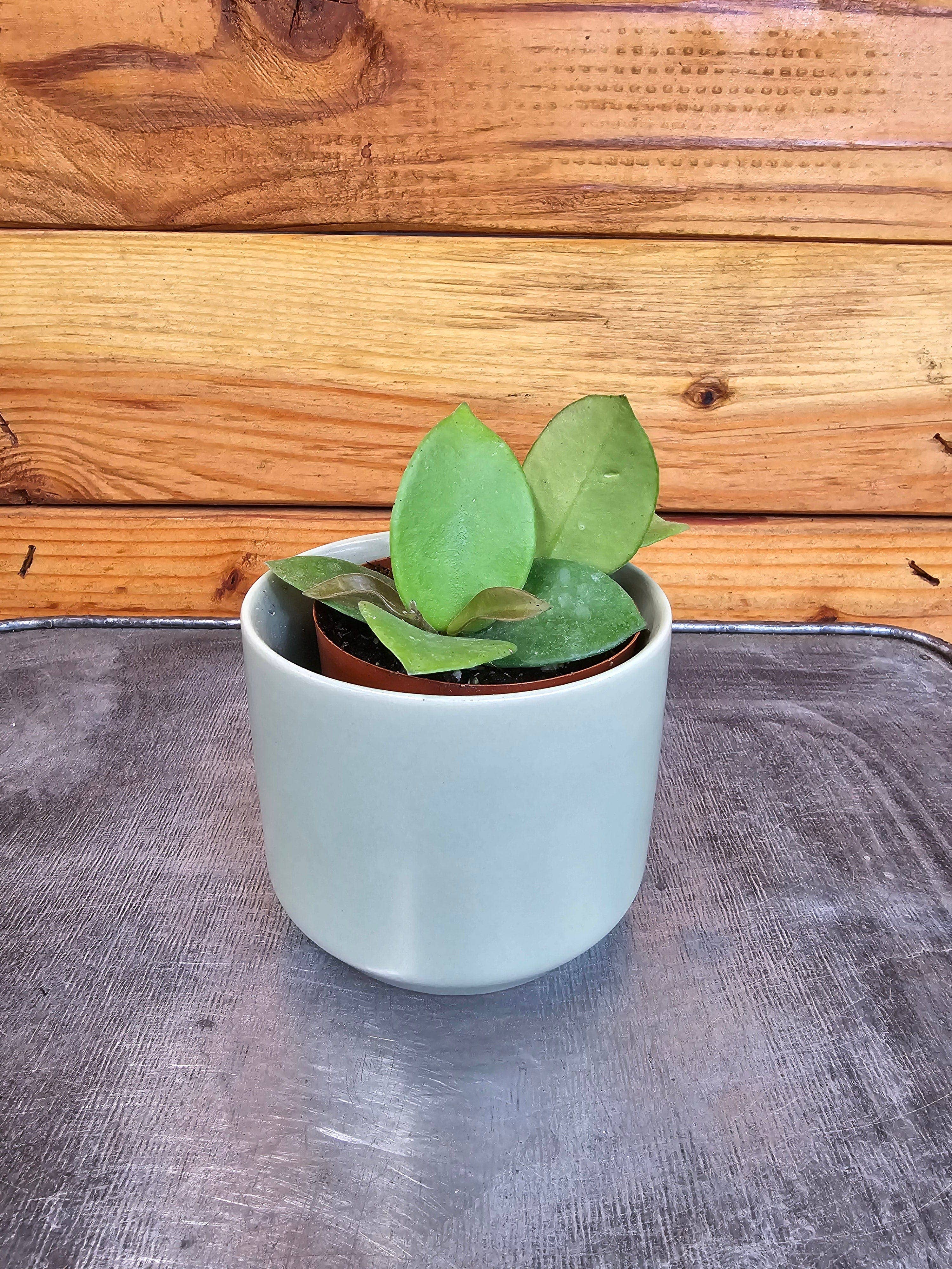 The Plant Farm - Wholesale Live Plant - Hoya CV Chouke, 2" Plant1