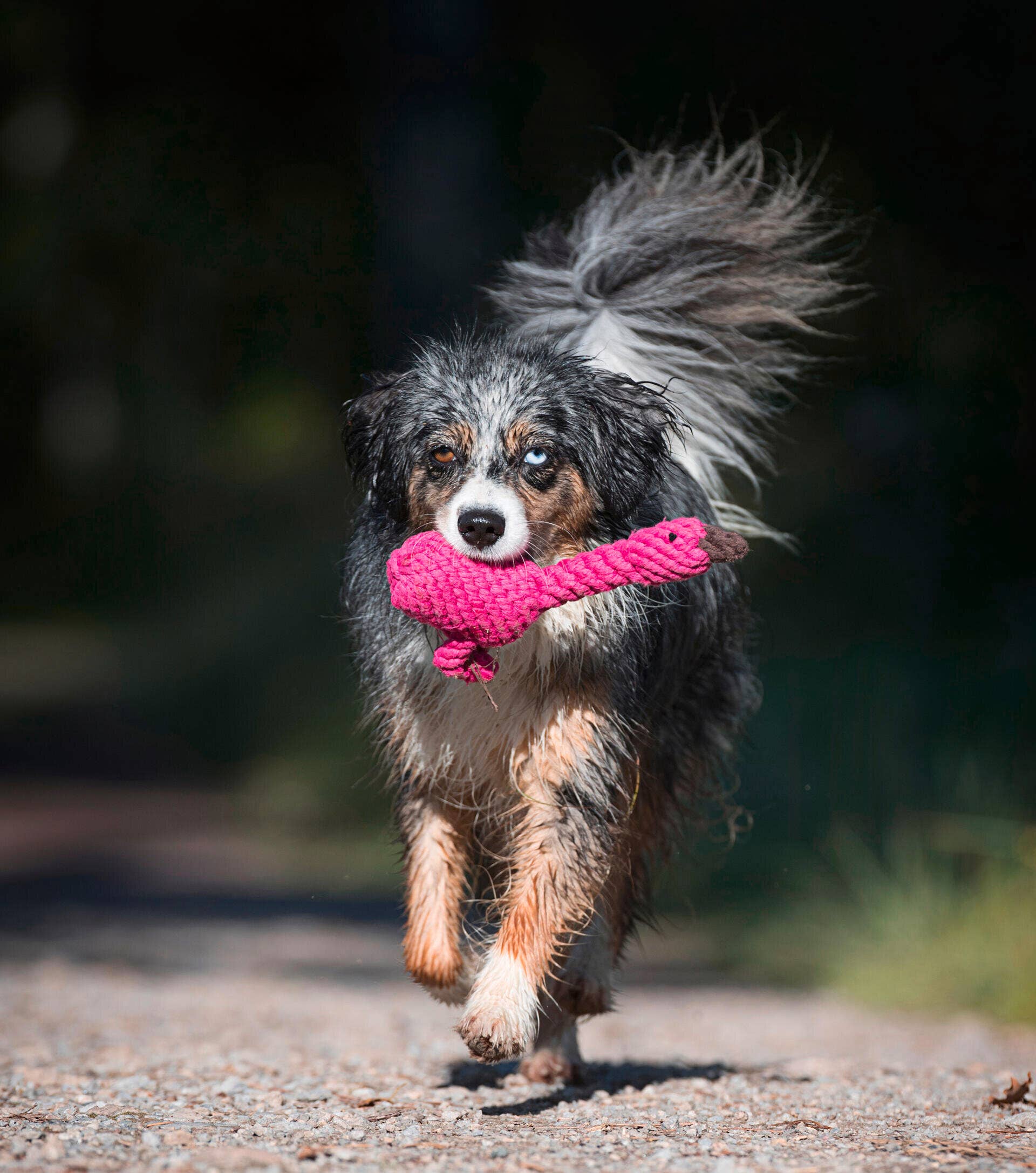 LABONI - Volentis GmbH - Wholesale Pet Chew Toy - Dog - FRANZI FLAMINGO – The Pink Play Star2