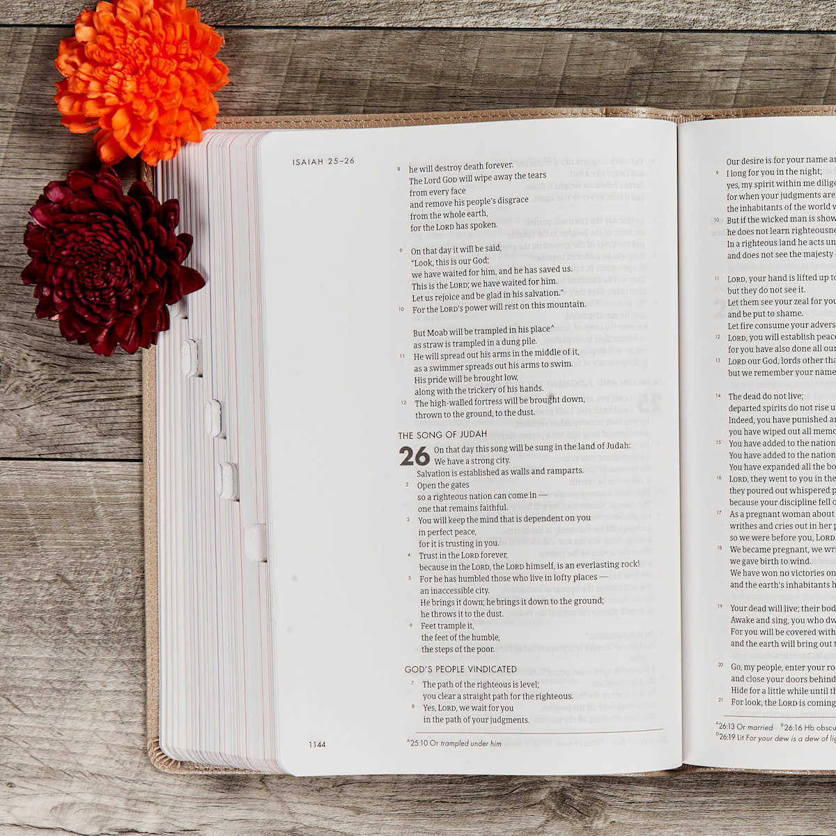 Lifeway - Wholesale Religion - CSB She Reads Truth Bible, Champagne Gold LeatherTouch6