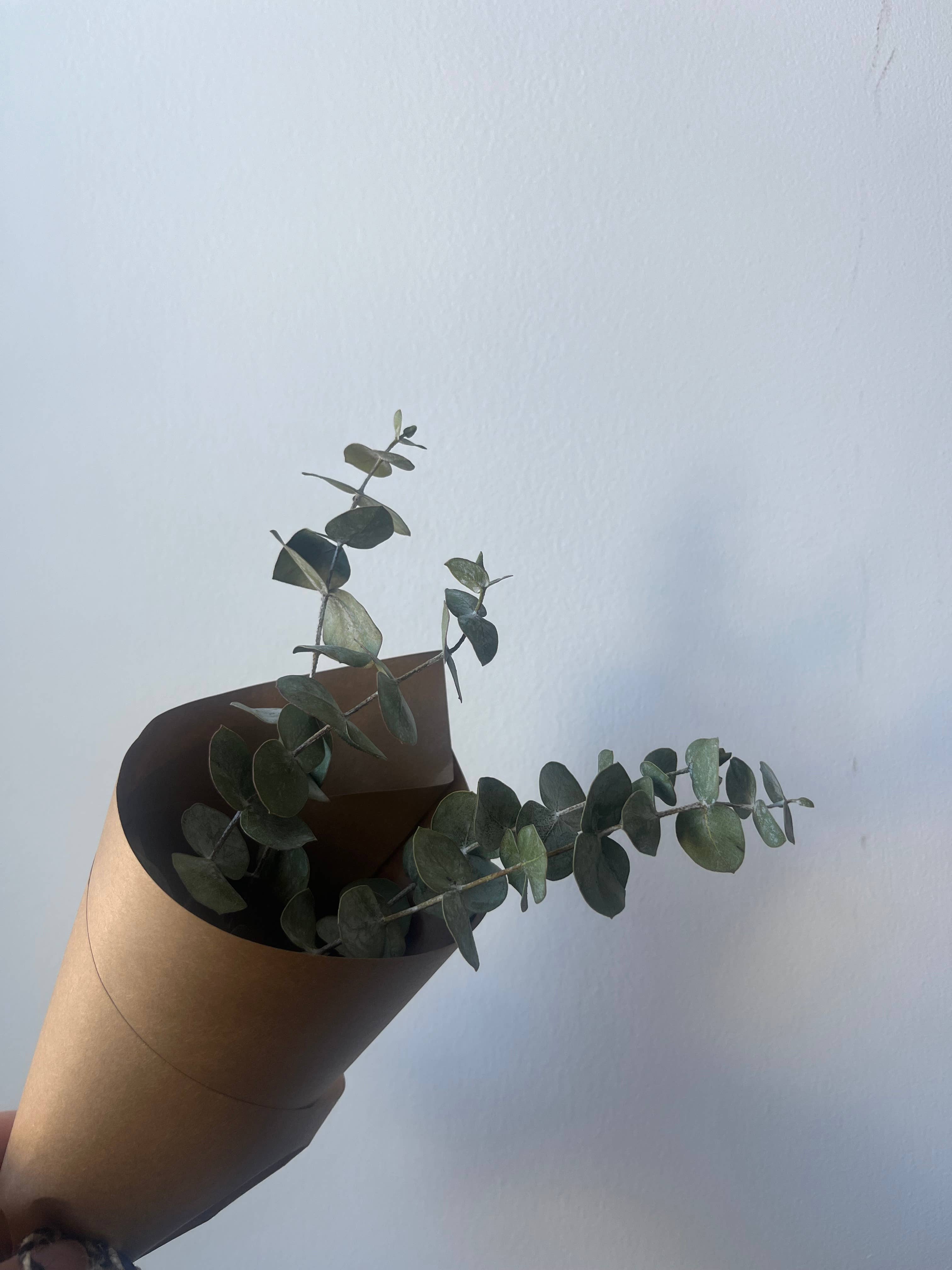 Flora Culture - Wholesale Gedroogde/geperste bloemen - Mini gedroogd eucalyptusboeket1