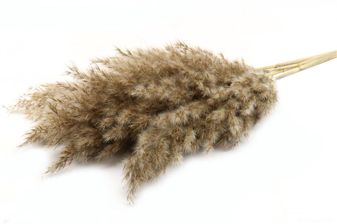 Dutch Flower Studio - Wholesale Dried/Pressed Flowers - Wooly pampas - 70 cm0