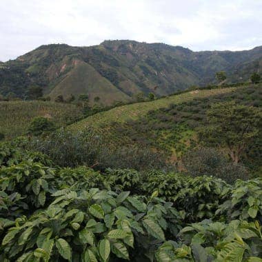 Thermal Shock Tabi, Colombia for wholesale by Upper Left Roasters