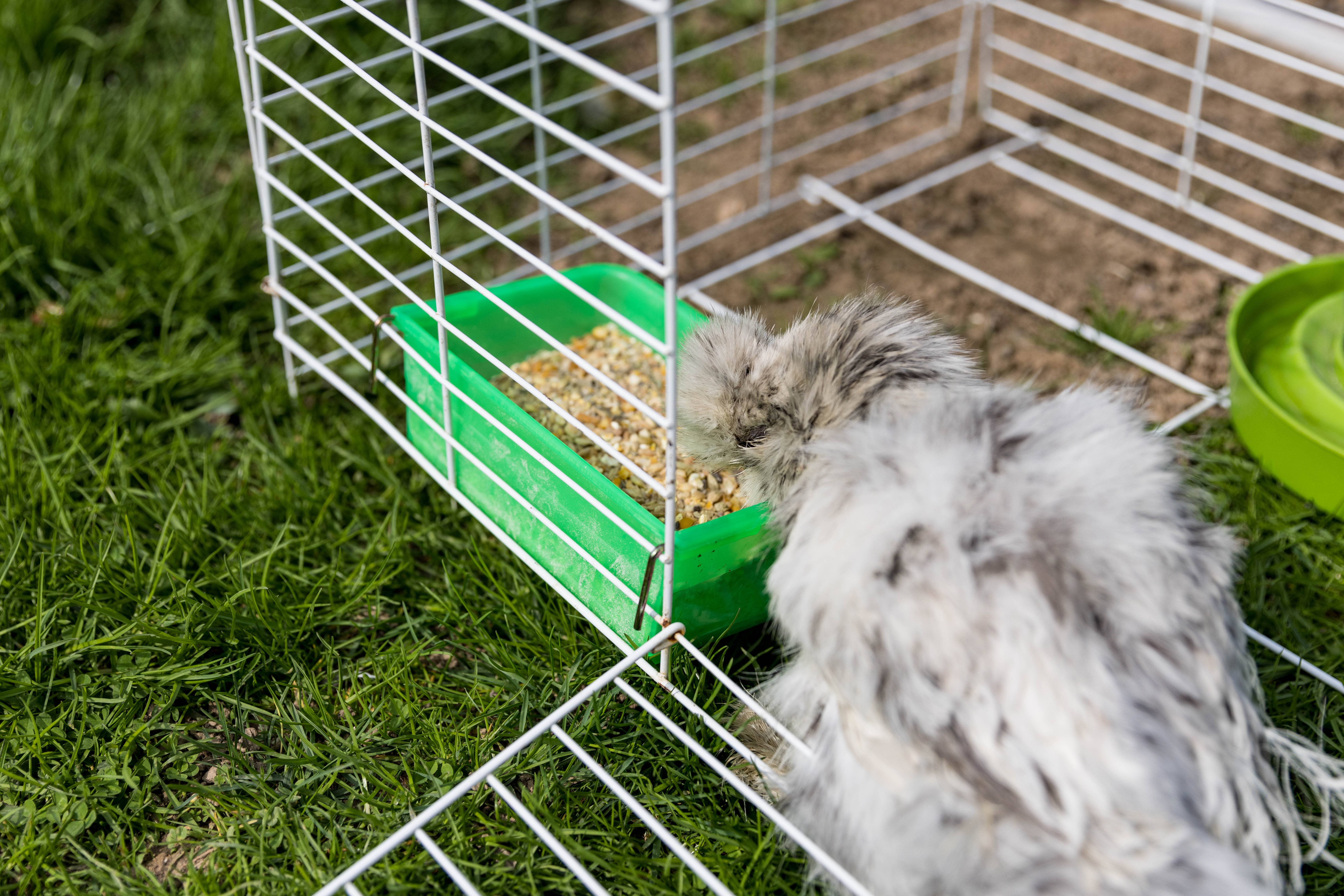 My Favorite Chicken - Venta al por mayor Comedero - Gatos y perros - Vaso para gallinero, 800 ml/27 oz, verde, con alimentador colgante en forma de jaula1