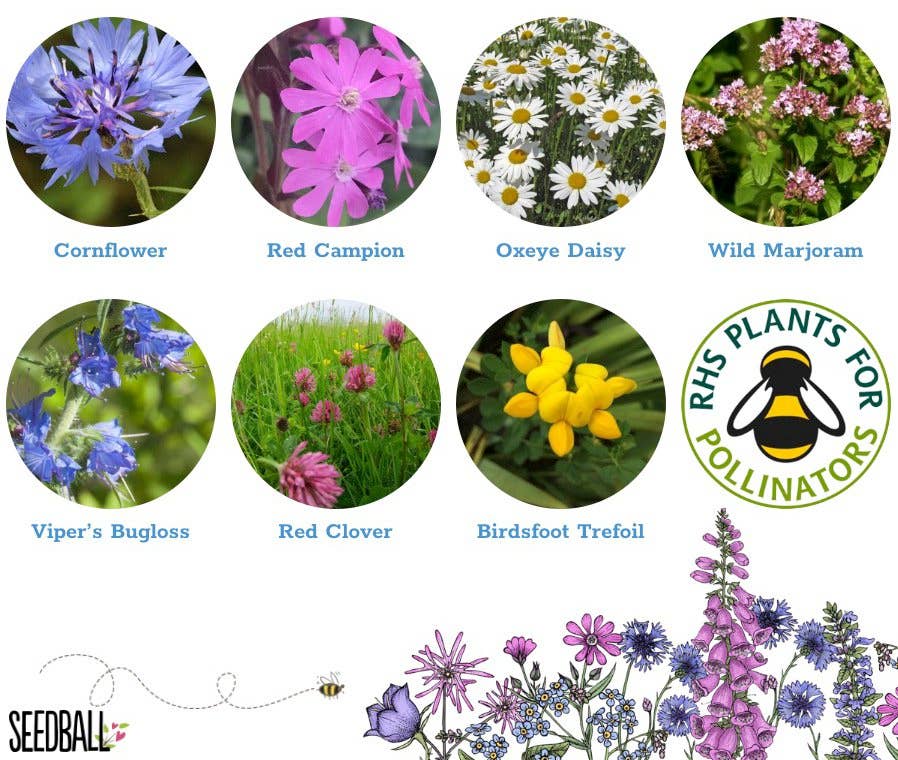 Seedball – wholesale Plant seeds – Bumblebee Seedball Wildflower Tins8