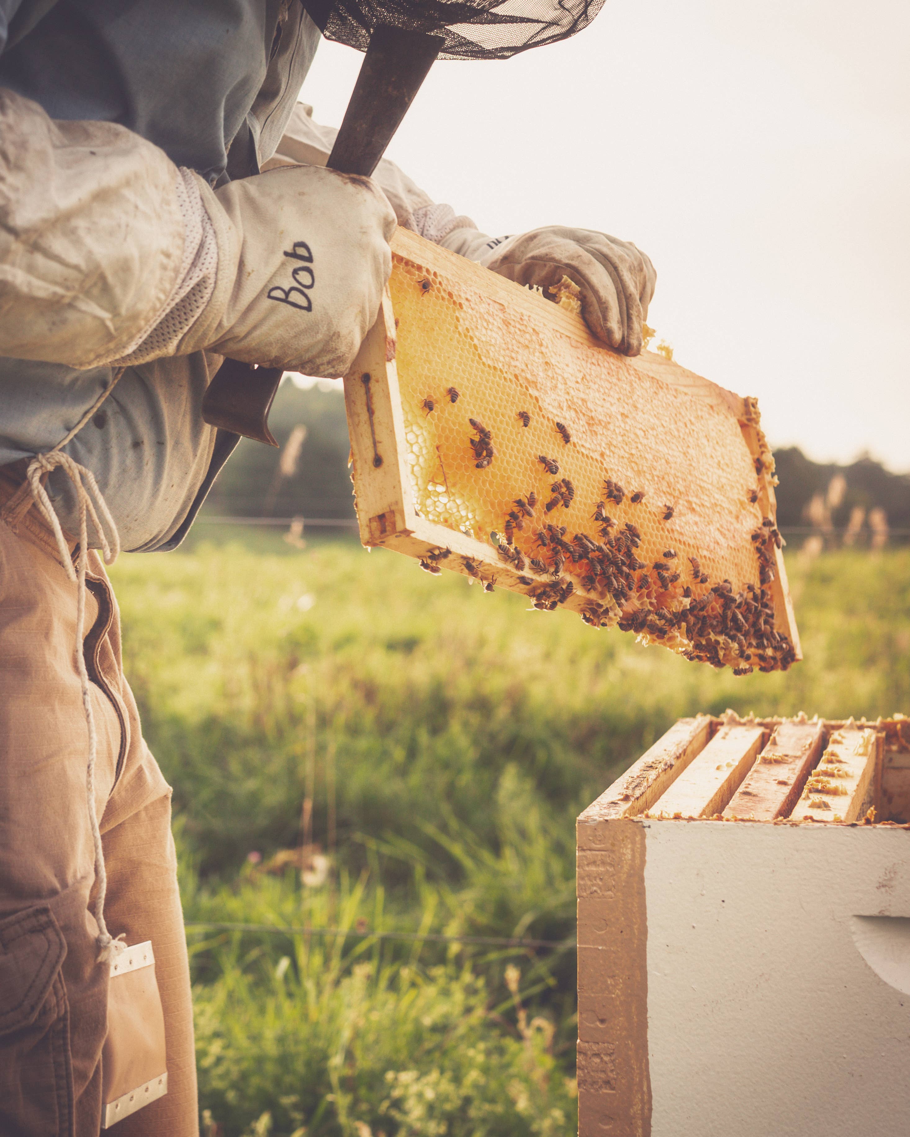 The Beekeeper's Daughter - Wholesale Honey - 24oz. Honey Bear - Raw Wildflower Honey1