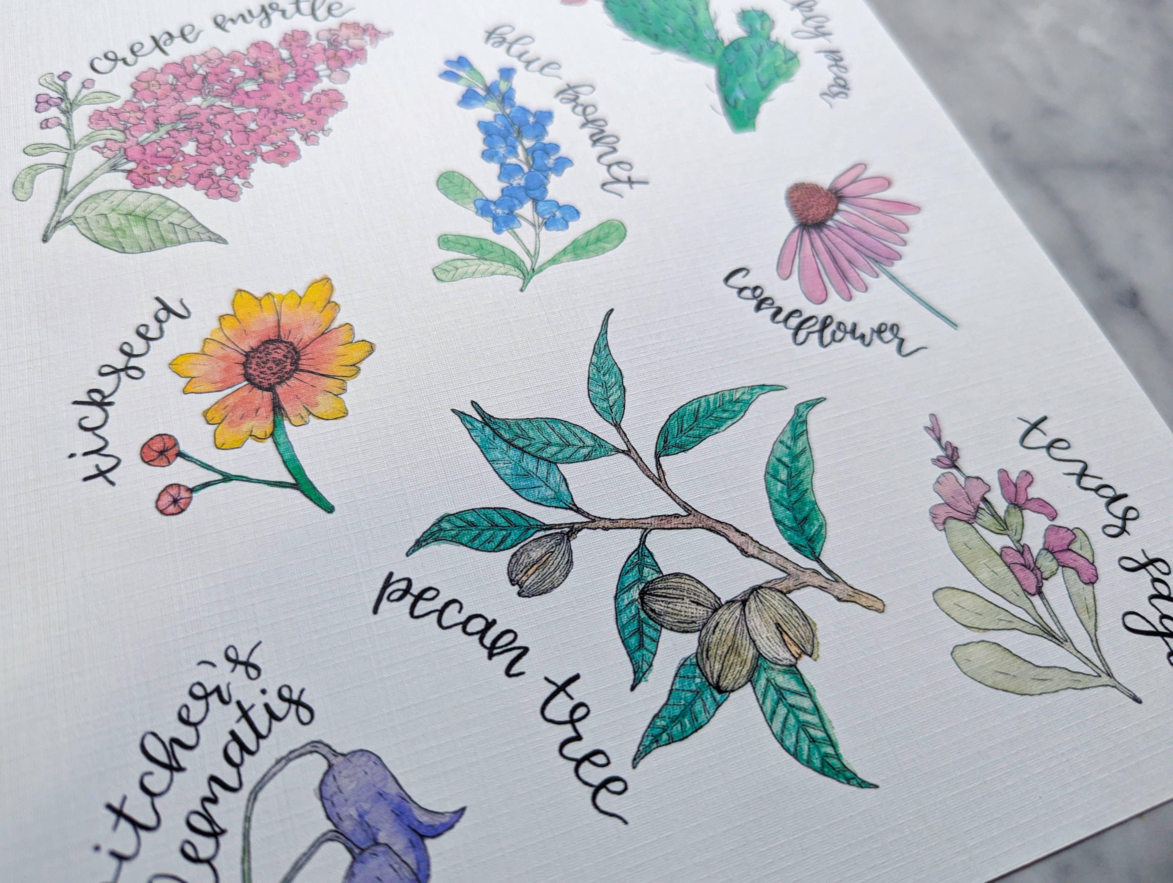 Kallos Ink - Wholesale Art Print - Native Plants of Texas 8x10 Print4