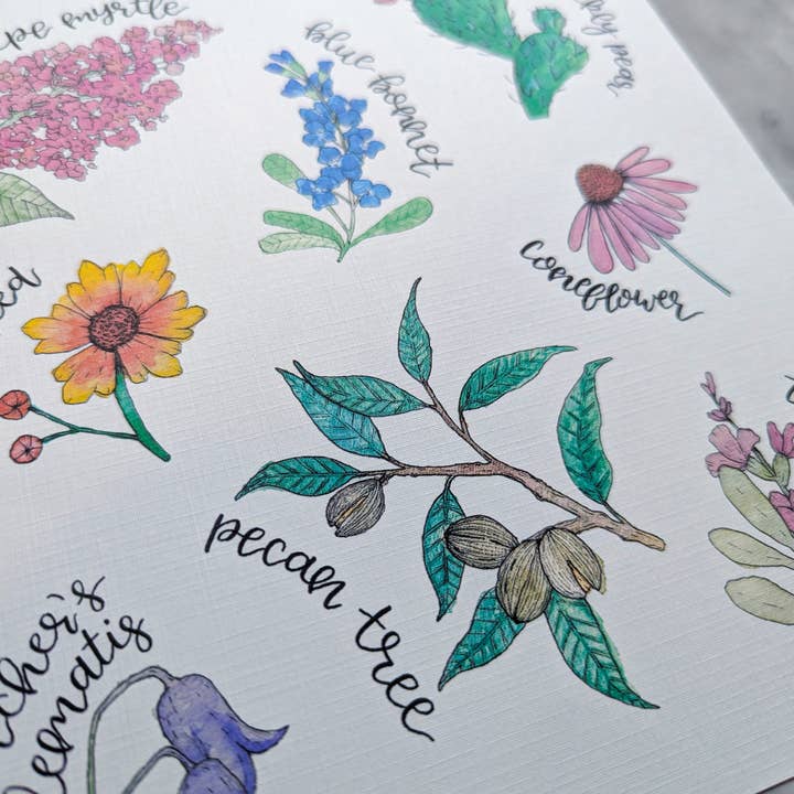 Kallos Ink - Wholesale Art Print - Native Plants of Texas 8x10 Print4