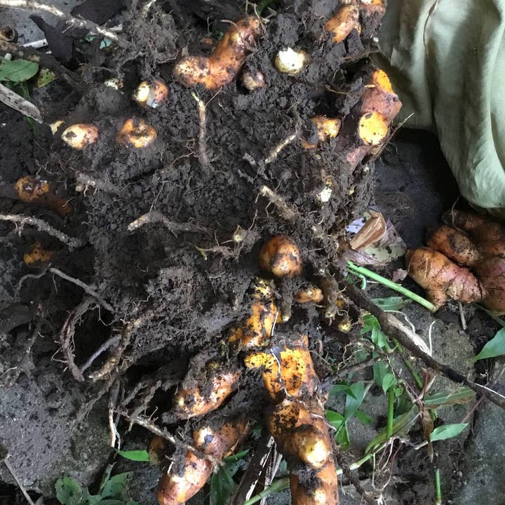 Rooster farms – Ervas por atacado – Raízes de cúrcuma havaianas orgânicas certificadas vintage de 1 libra 2018