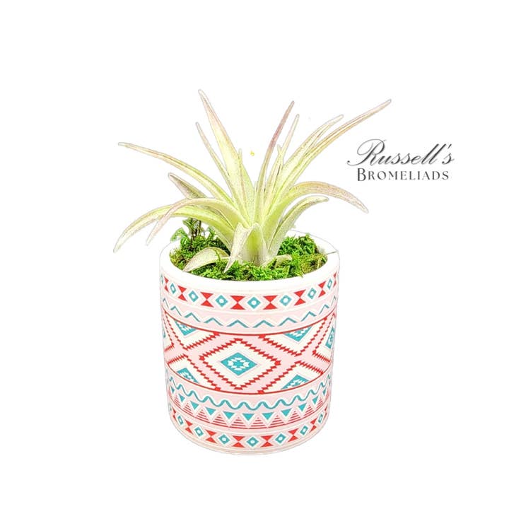 Russell's Bromeliads - Wholesale Live Plant - Rainforest Collection - Full Pack