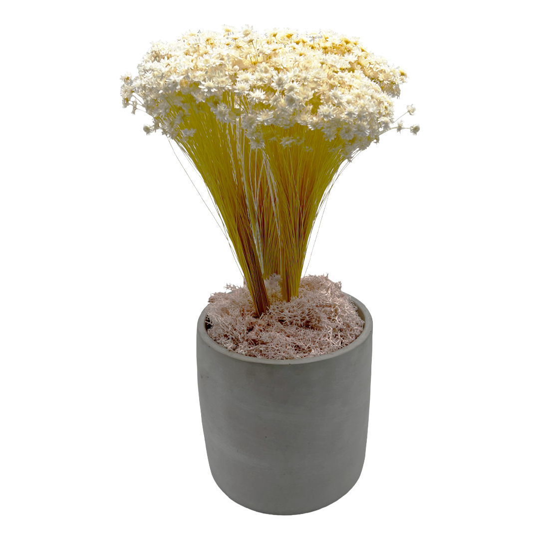 2626 Designs - Wholesale Dried/Pressed Flowers - Preserved Reindeer Moss in Multiple Colors6