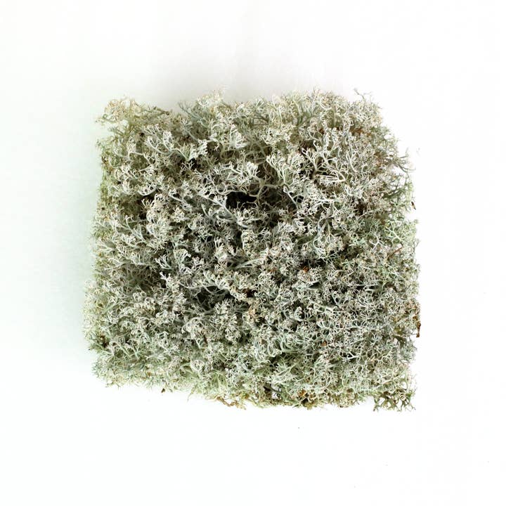 Mossify - Wholesale Live Plant - Lichen – Live or Dormant Clumps for Terrariums & Landscaping2