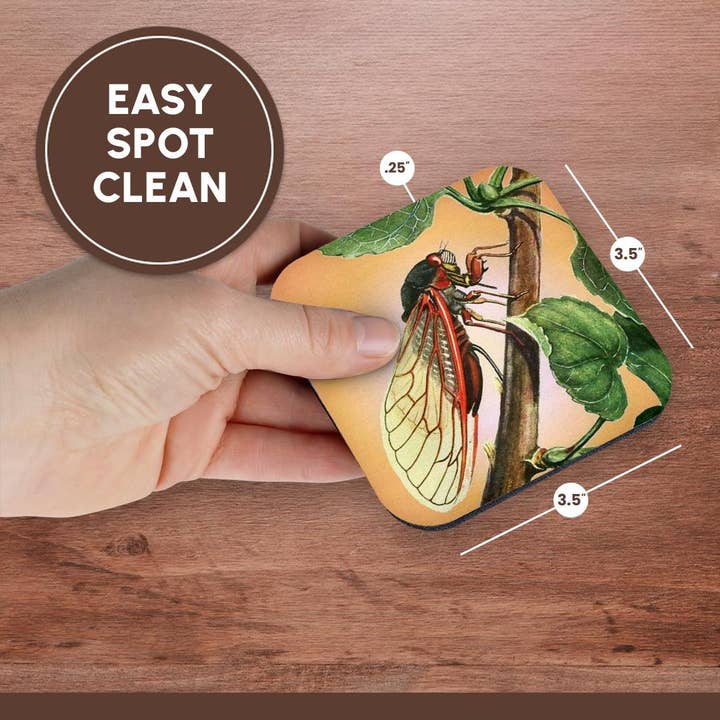 3dRose - Wholesale Coasters - 3dRose, Cicada - cicada, cicadas, magicicada septendecim, insect, insects, bugs, winged insects, Coaster13