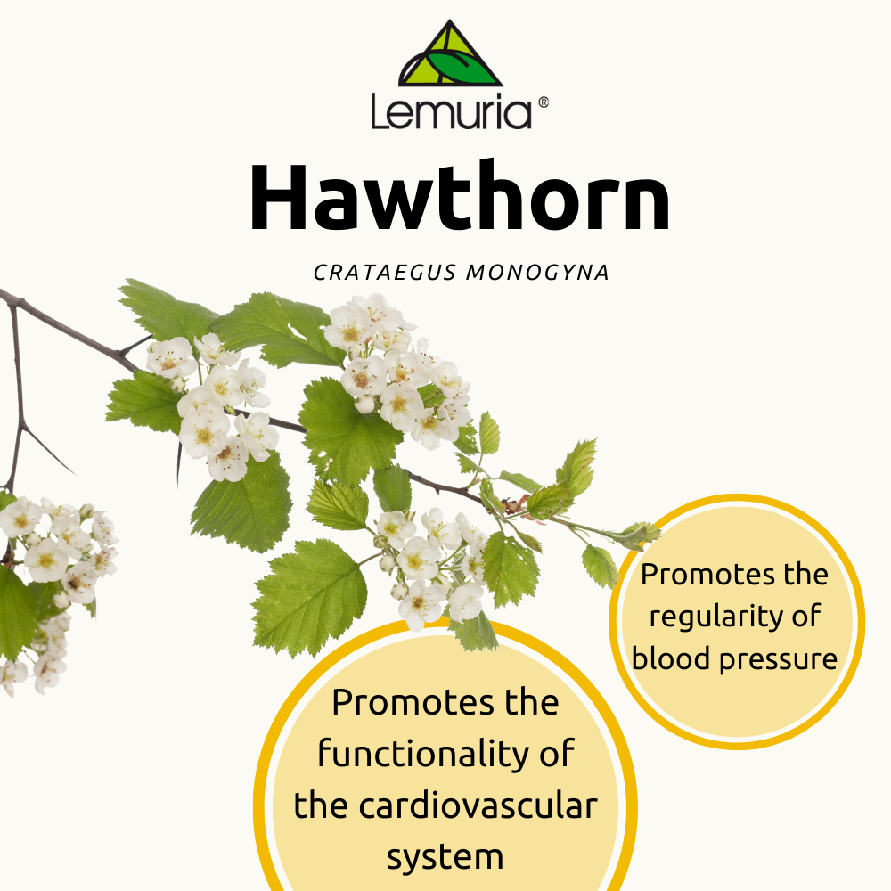 Lemuria – Suplemento/vitamina oral por atacado – Suplemento Extrato Total para Ansiedade - HAWTHORN 30ml2