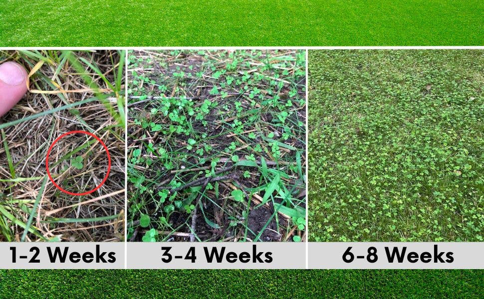 Flawn Seed Kits - Wholesale Plant Seeds - Micro Clover + Mow Less Fine Fescue Grass Seed5