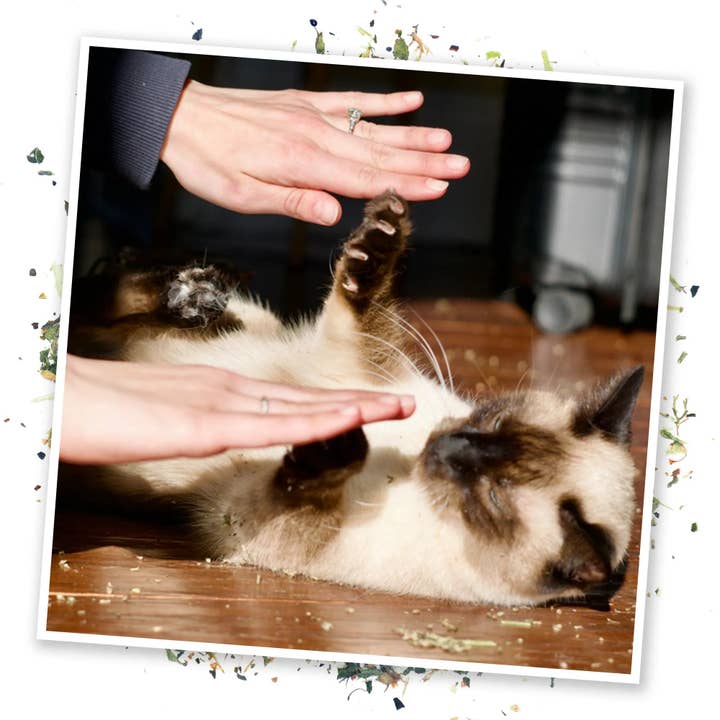 SmarterPaw | Meowijuana & Doggijuana - Wholesale Catnip - Cloud 9 Catnip Blend3