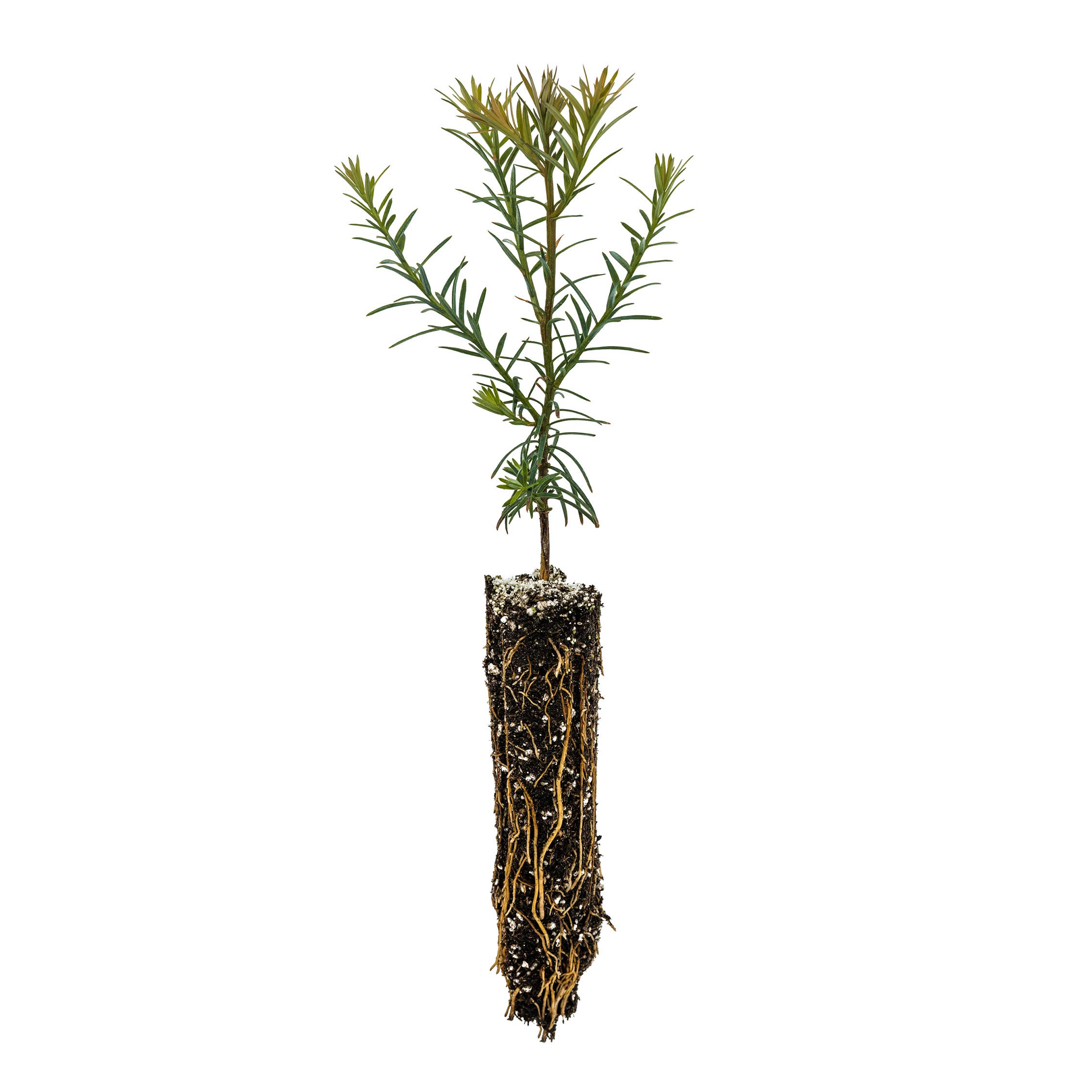The Jonsteen Company - Vente Graines de plantes - Sacs Kraft Semis24