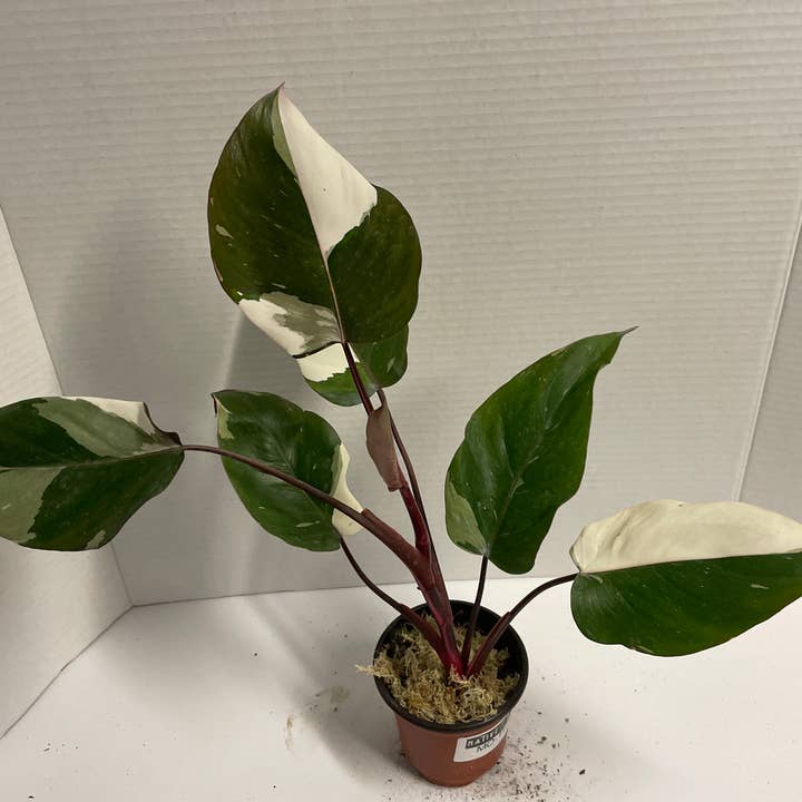 Native Transplants - Wholesale Live Plant - Philodendron Red Anderson Variegated