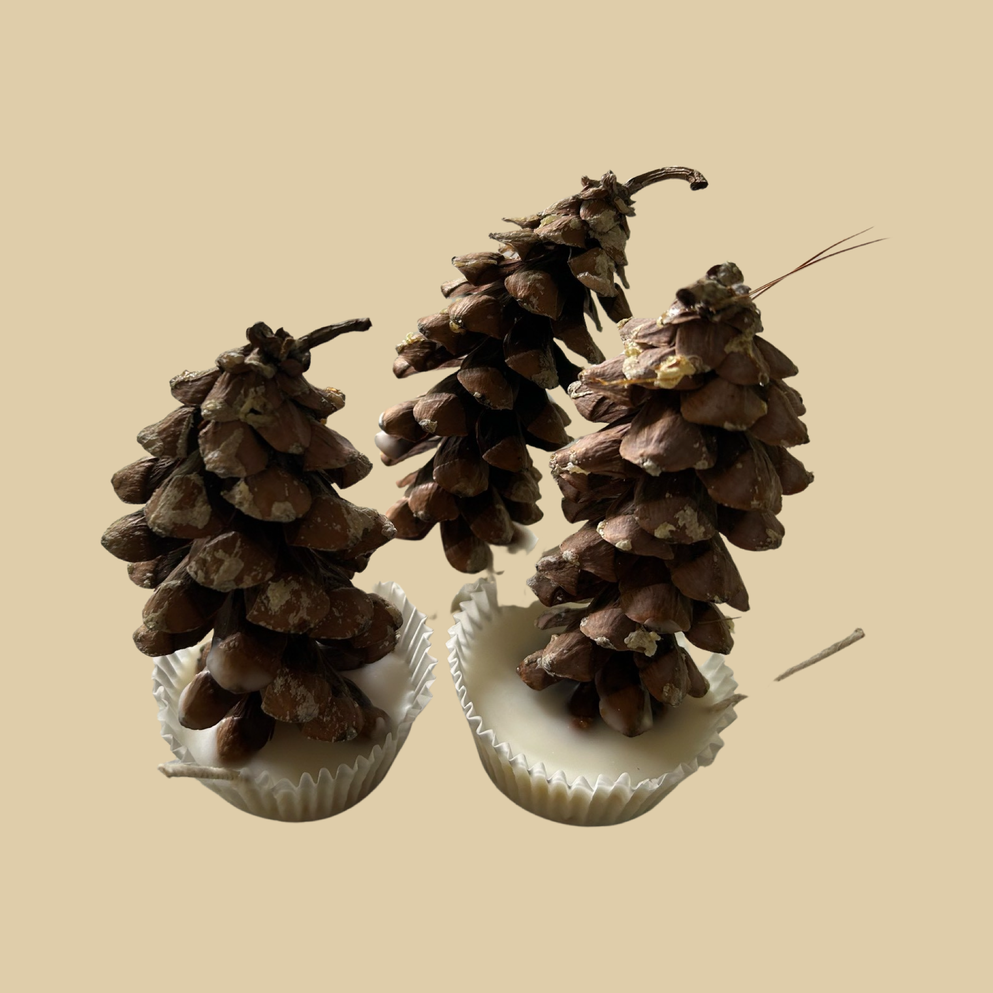 Plant Life - Wholesale Fire Pit - Pinecone Fire Starters1