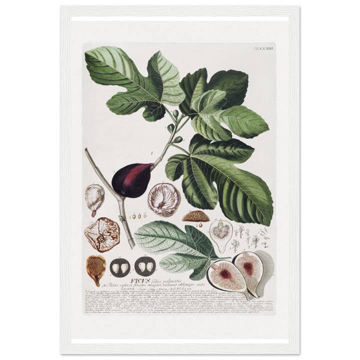 Maison de Paloma - Wholesale Art Print - Ficus1