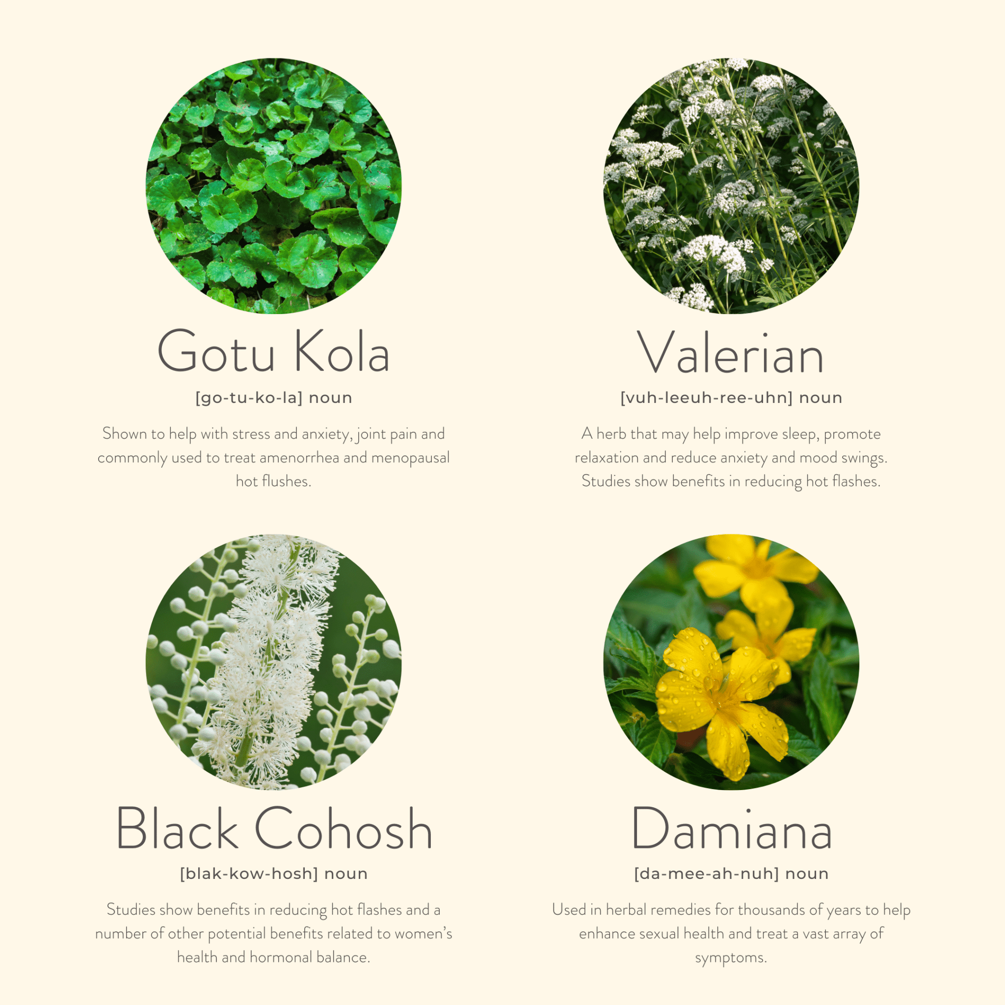 KLORIS – wholesale Topical wellness patches – Menopause Balance Patches – Natural Daily Relief 30 Day Pack3