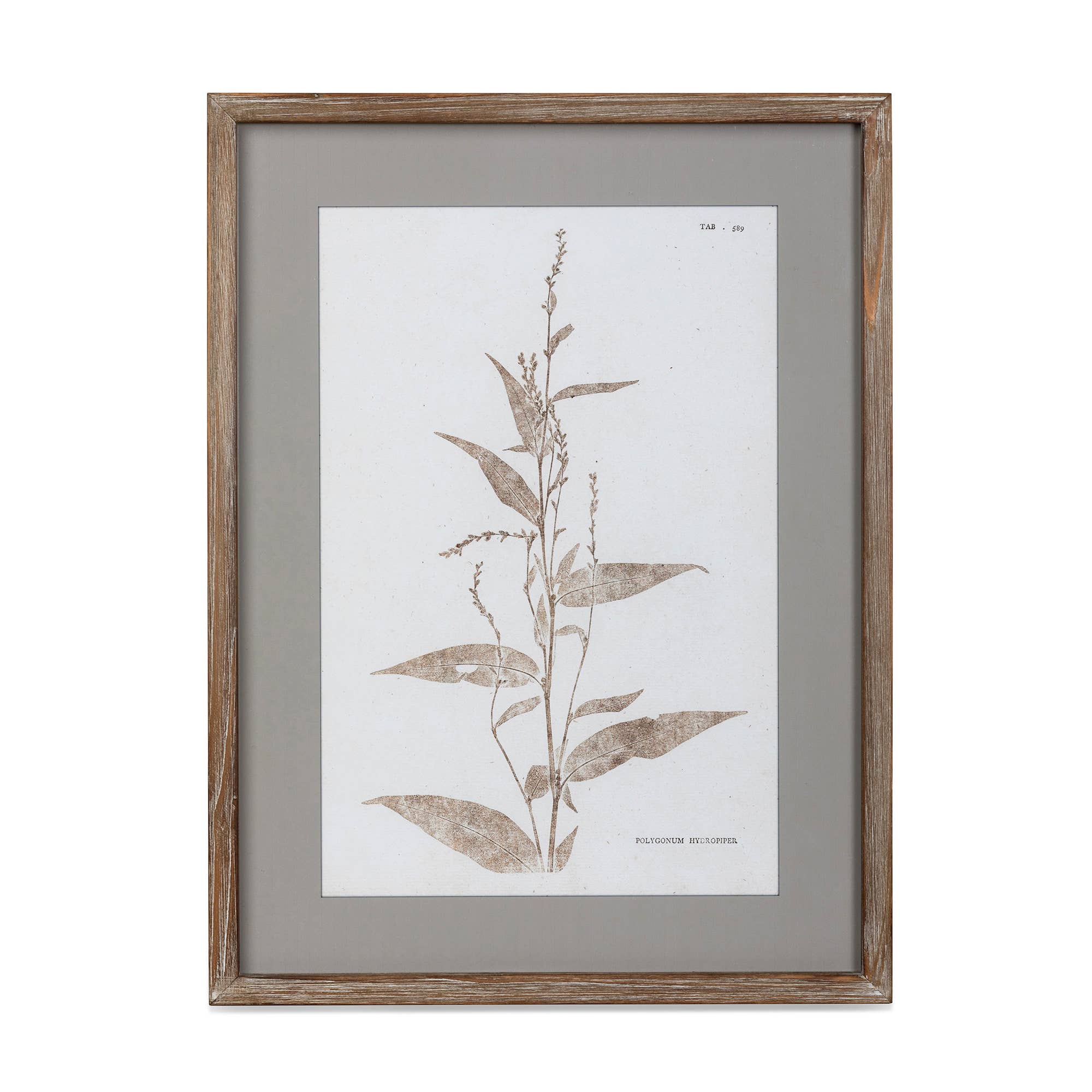 Park Hill Collection - Wholesale Wall Art Set - Framed Botanical Print1