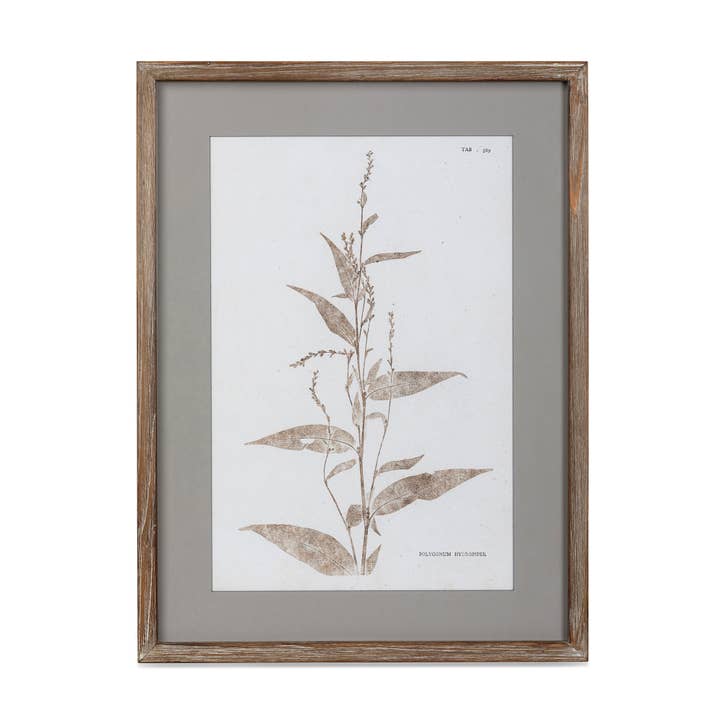 Park Hill Collection - Wholesale Wall Art Set - Framed Botanical Print1