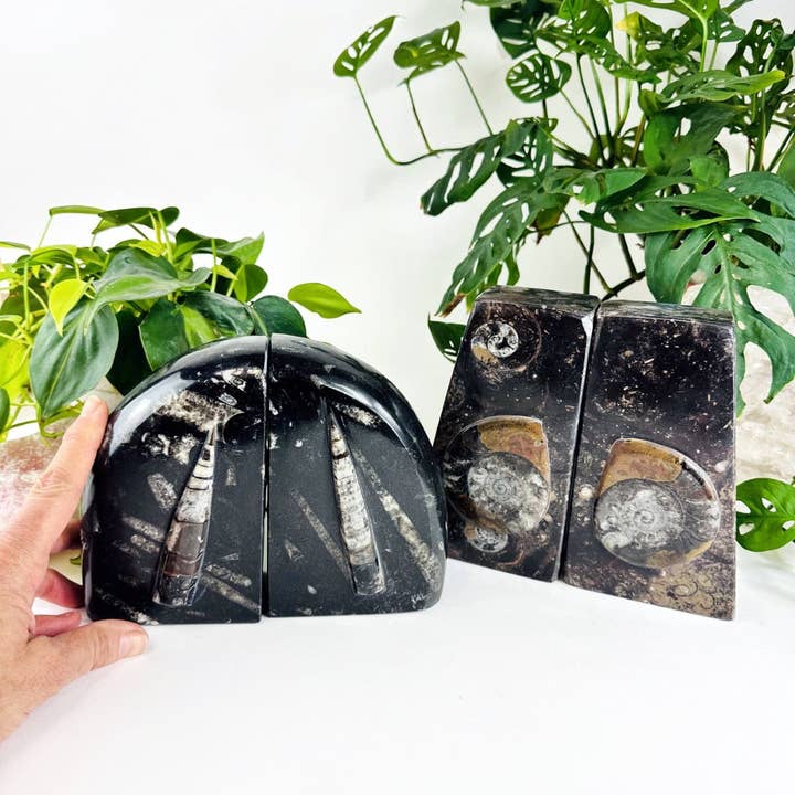 Rock Paradise - Wholesale Bookend - Orthoceras and Ammonite Fossil Bookends