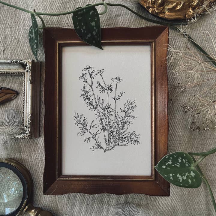 Kara Valentino Ffield Art - Wholesale Art Print - Chamomile | Art Print