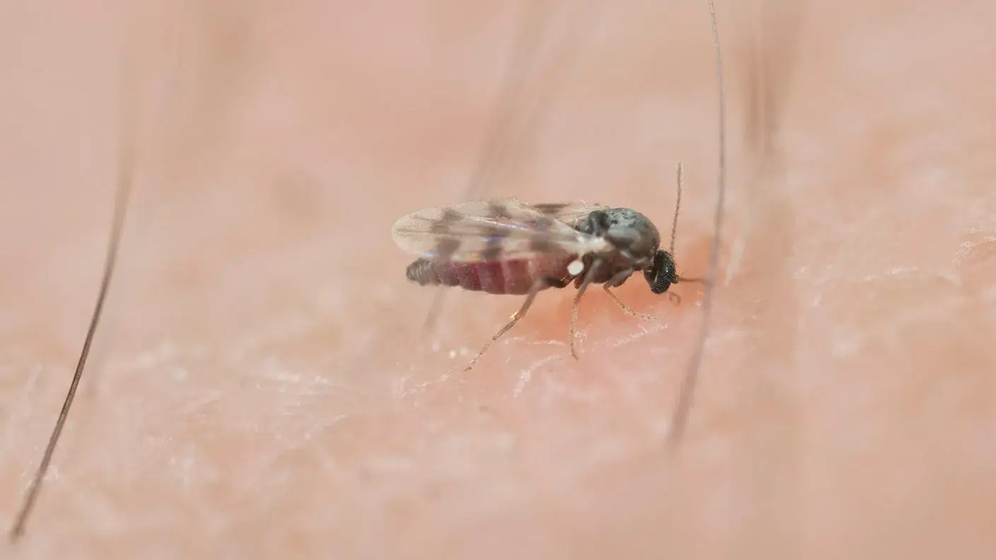 Beratungs & Vertriebsagentur Schmidt – Engroshandel Insektsbekæmpelsesmiddel – Gnitze Black Dobbelt Myggeafvisende3