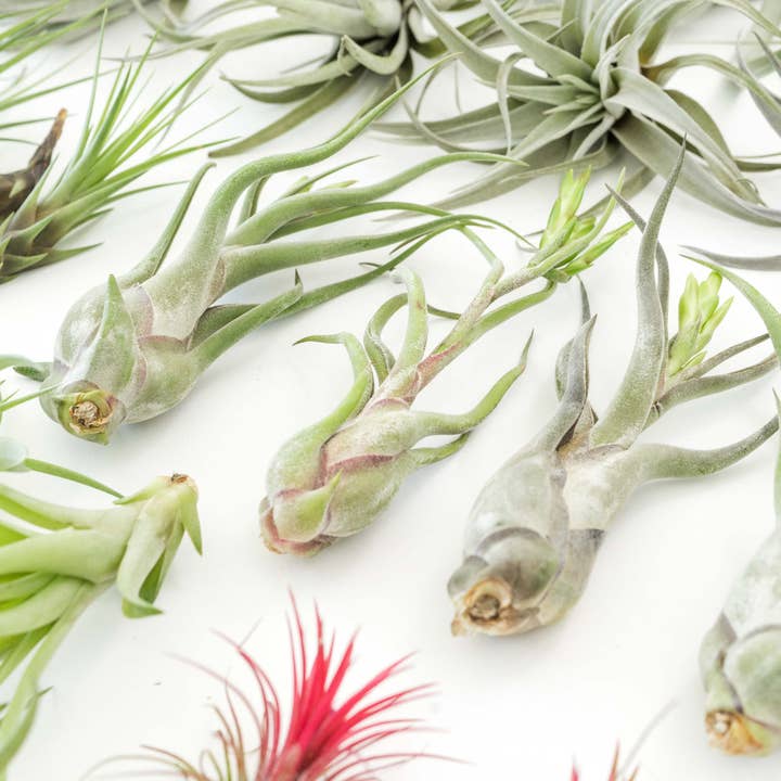 Air Plant Shop - Wholesale Live Plant - The Best Seller Tillandsia Air Plant Pack - 48 Plants