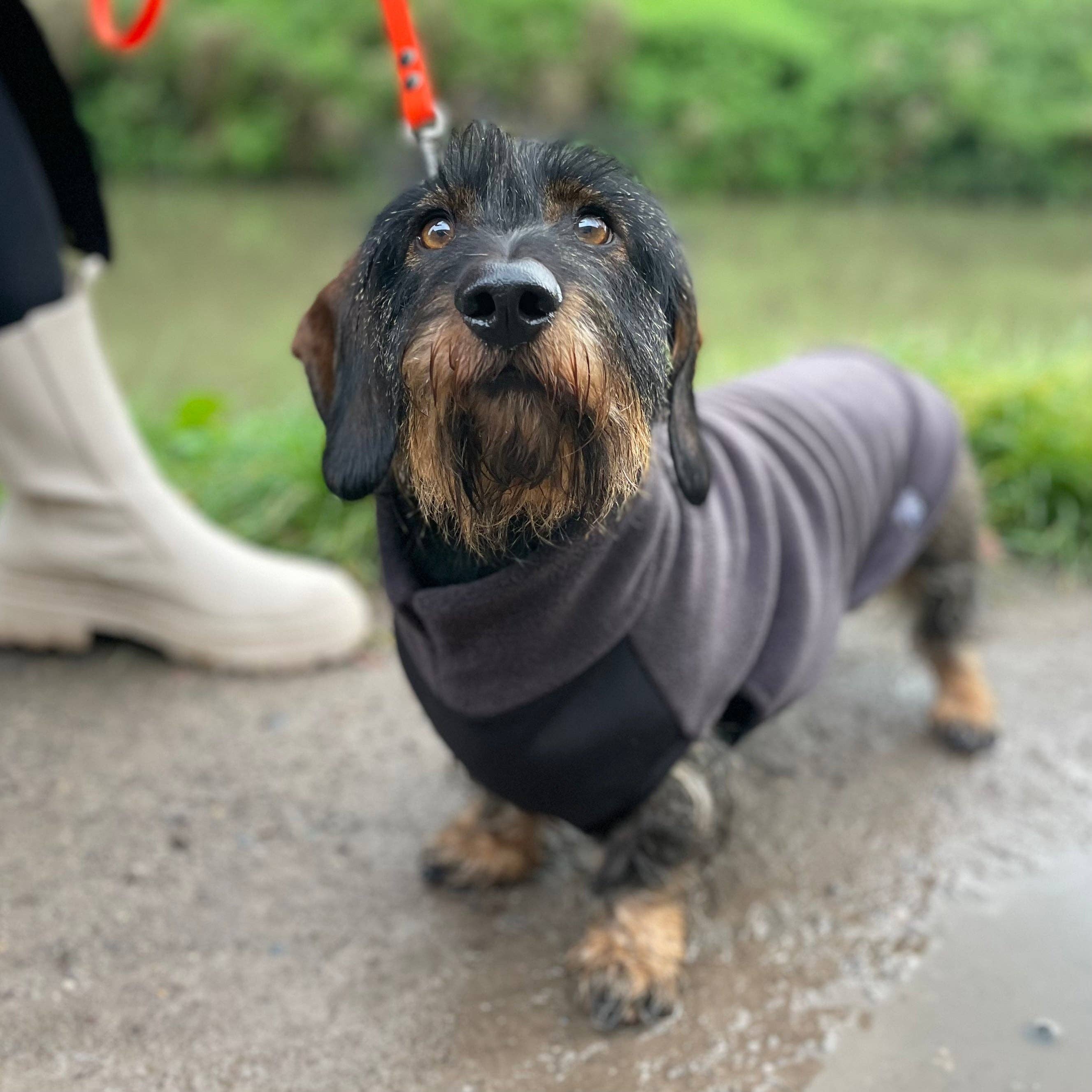 Doghouse – wholesale Tröja - Hund – Standard taxfleecetröja med vattentät magpanel12