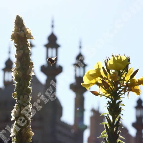 Abejorro para venta al por mayor de The Brighton Box