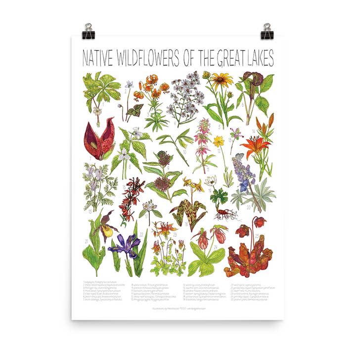 Native Wildflowers of the Great Lakes Poster for wholesale by Wander & Gather