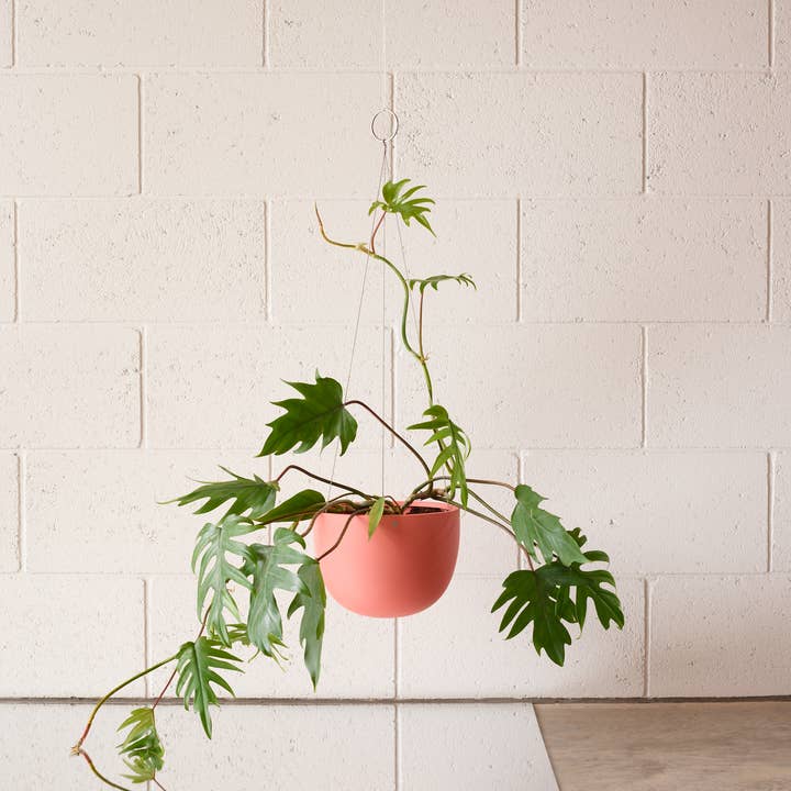 Aaron Probyn US - Wholesale Hanging Planter - CLIFTON hanging plant pot MEDIUM1