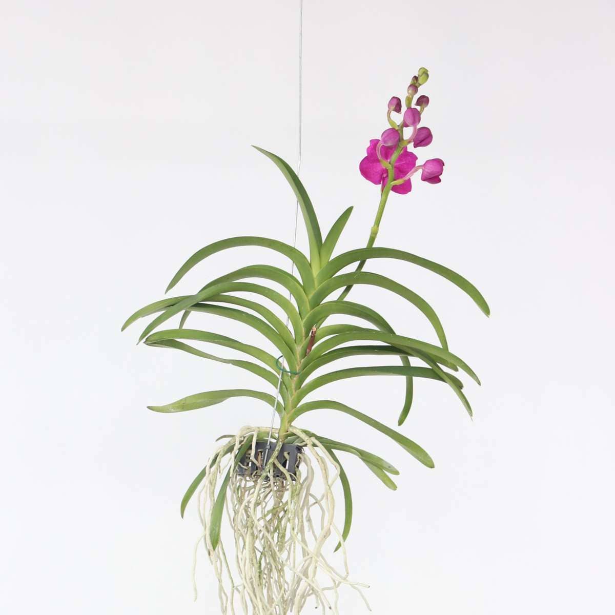 Oasis of Life – wholesale Levande växt – Vanda-Orkidé – Vanda 'Pink' – Höjd 55–65 cm – Exklusiv orkidé med rosa blommor – Tropisk krukväxt utan jord – Lättskött & återblommande – Elegant dekoration för vardagsrum & kontor0