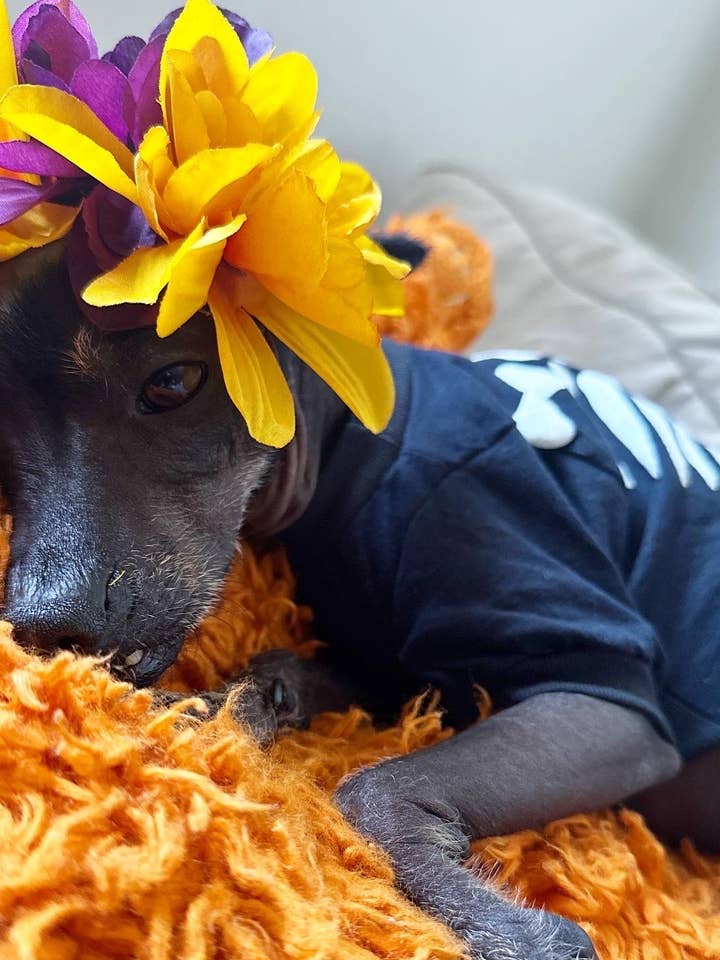 Costume pour chien Skeleton et pyjama Skeleton pour la vente par Gueyita Mexicana