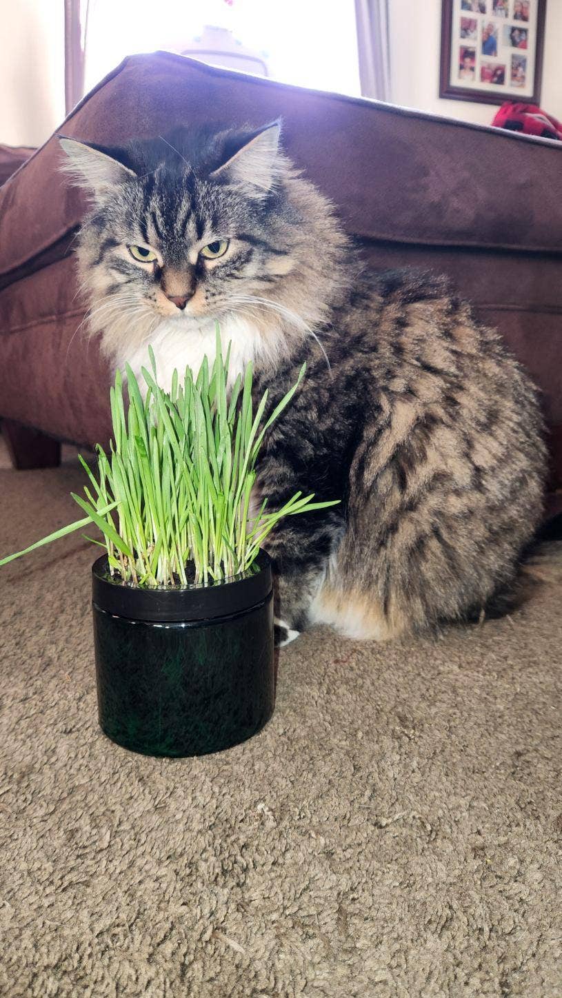 Mom’s Indoor Cat - Wholesale Pet Treats - Cat - Modern Organic Cat Grass Garden in Stylish Jar5