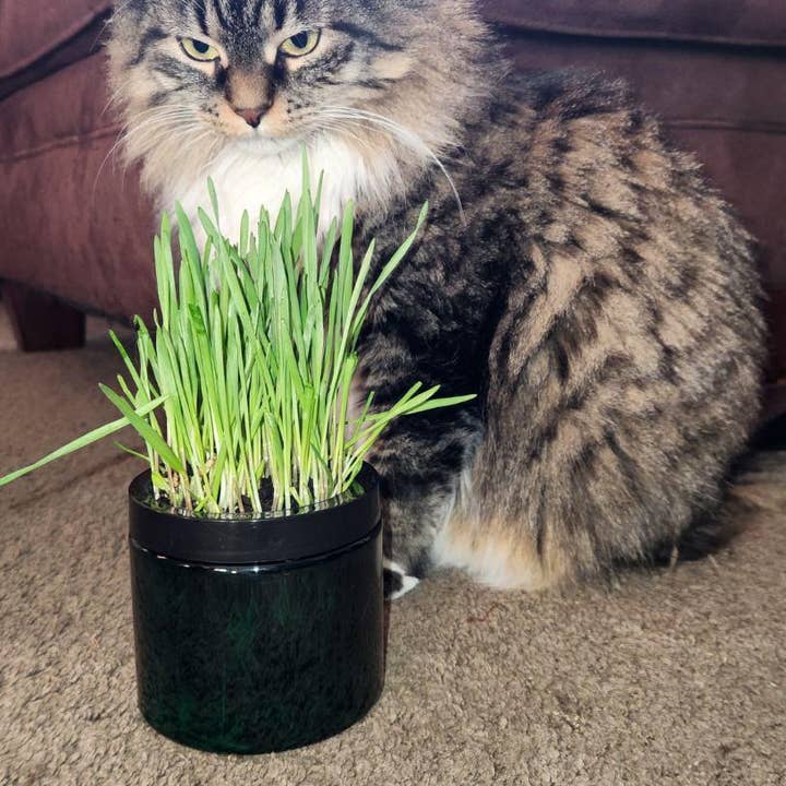 Mom’s Indoor Cat - Wholesale Pet Treats - Cat - Modern Organic Cat Grass Garden in Stylish Jar5