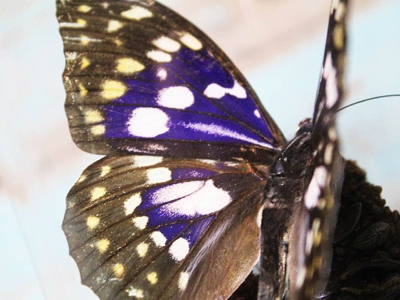 Newman Art Designs - Wholesale Decorative Tabletop Object - Japanese emperor butterfly in a dome1