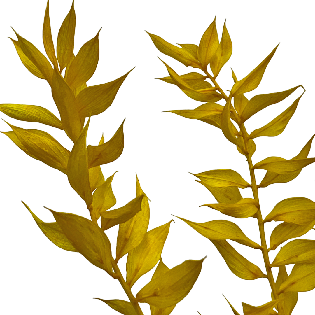 2626 Designs - Vendita all'ingrosso Piante artificiali - Ruscus conservato lungo 56-61 cm9