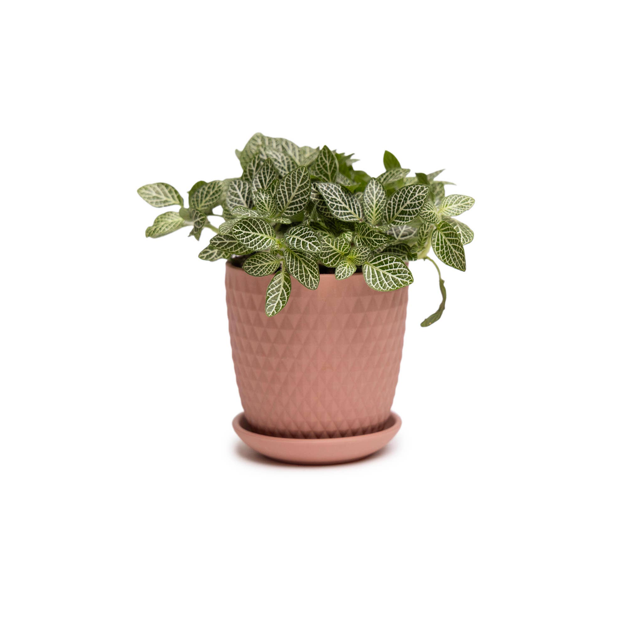 Chive - Wholesale Plant Pot - Handmade Ceramic Virago Pots | Artisan Plant Planters58