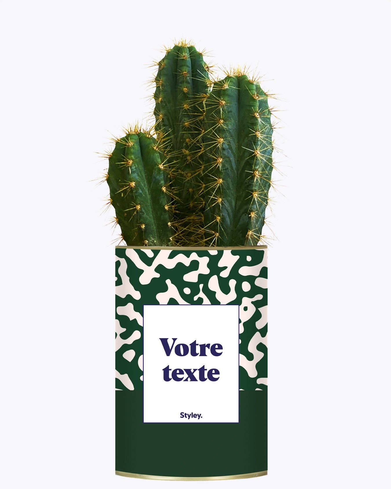 Styley - Wholesale Succulent - Pattern Vert - Plante Personnalisable1