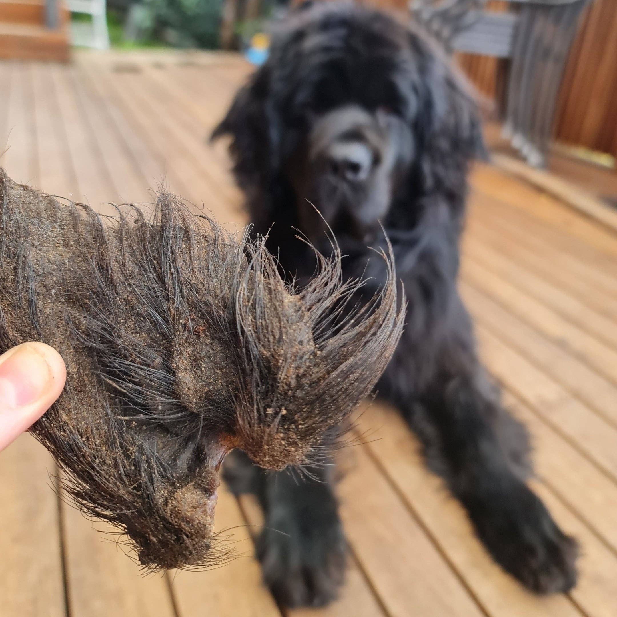 Rover Pet Products - Wholesale Pet Treats - Dog - Don't Be Boaring - Boar Ears12