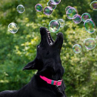 Barkin' Good – Brinquedo - Cão por atacado – Barkin Good Bubbles Bacon Aromas4